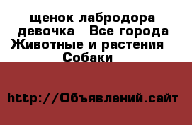 щенок лабродора девочка - Все города Животные и растения » Собаки   
